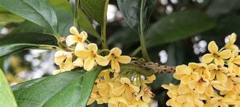 桂花的药用价值及作用（从中医角度探讨桂花的功效）