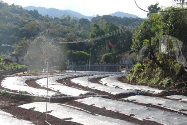 普洱江城：泥土里“淘金” 广地龙“蚓”出产业致富新路子