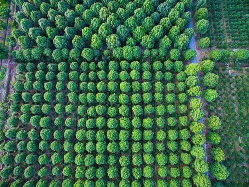 常见绿化植物病虫害及防治方法
