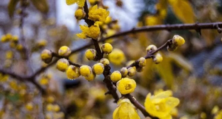 腊梅花香味的真相：从成分到功效的全面解析