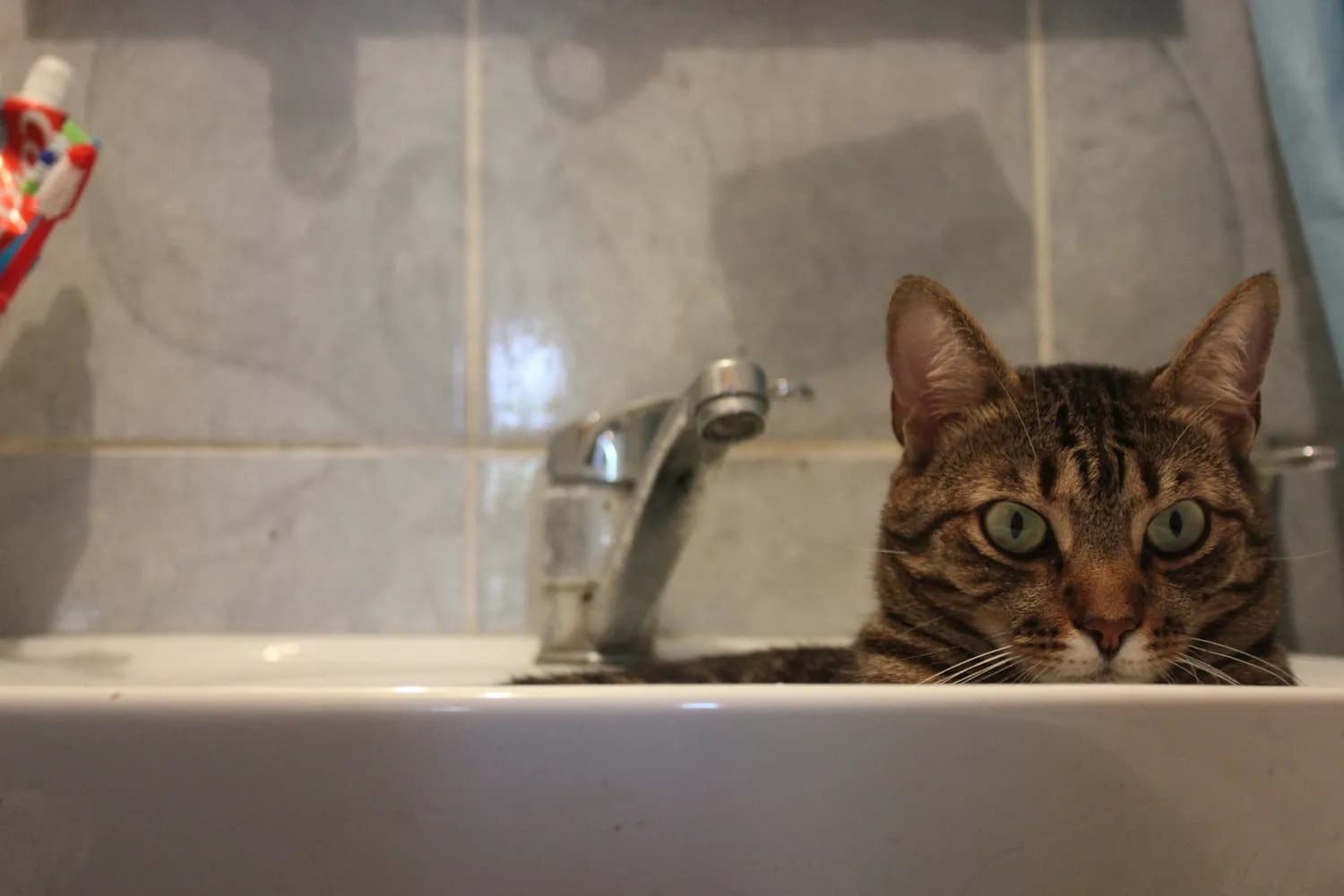 猫咪怕水？教你轻松给爱猫洗澡！
