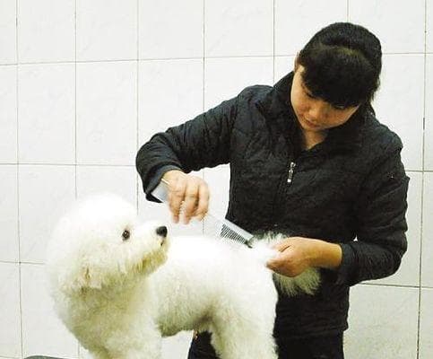 养狗初学者必看！常见问题解决大全