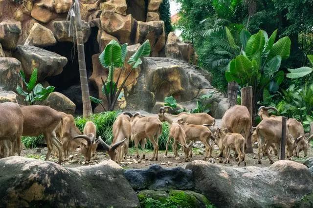 南昌动物园夏季特别活动：珍稀动物展示与互动体验