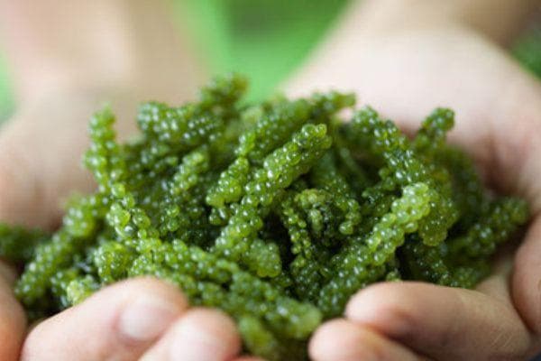 海葡萄：冲绳长寿藻的营养与烹饪指南