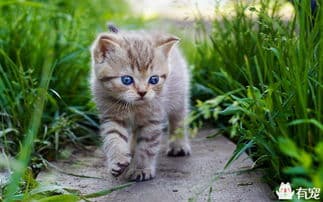 猫咪瘙痒原因多，解决需对症下药