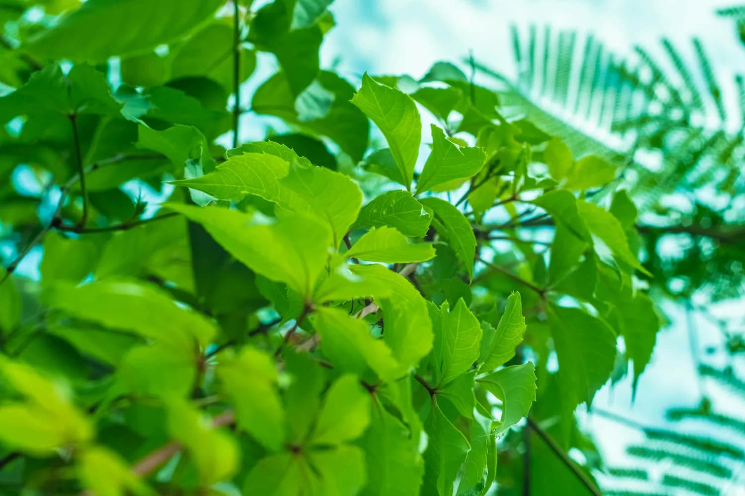 三九皮炎平：夏日皮肤问题的克星