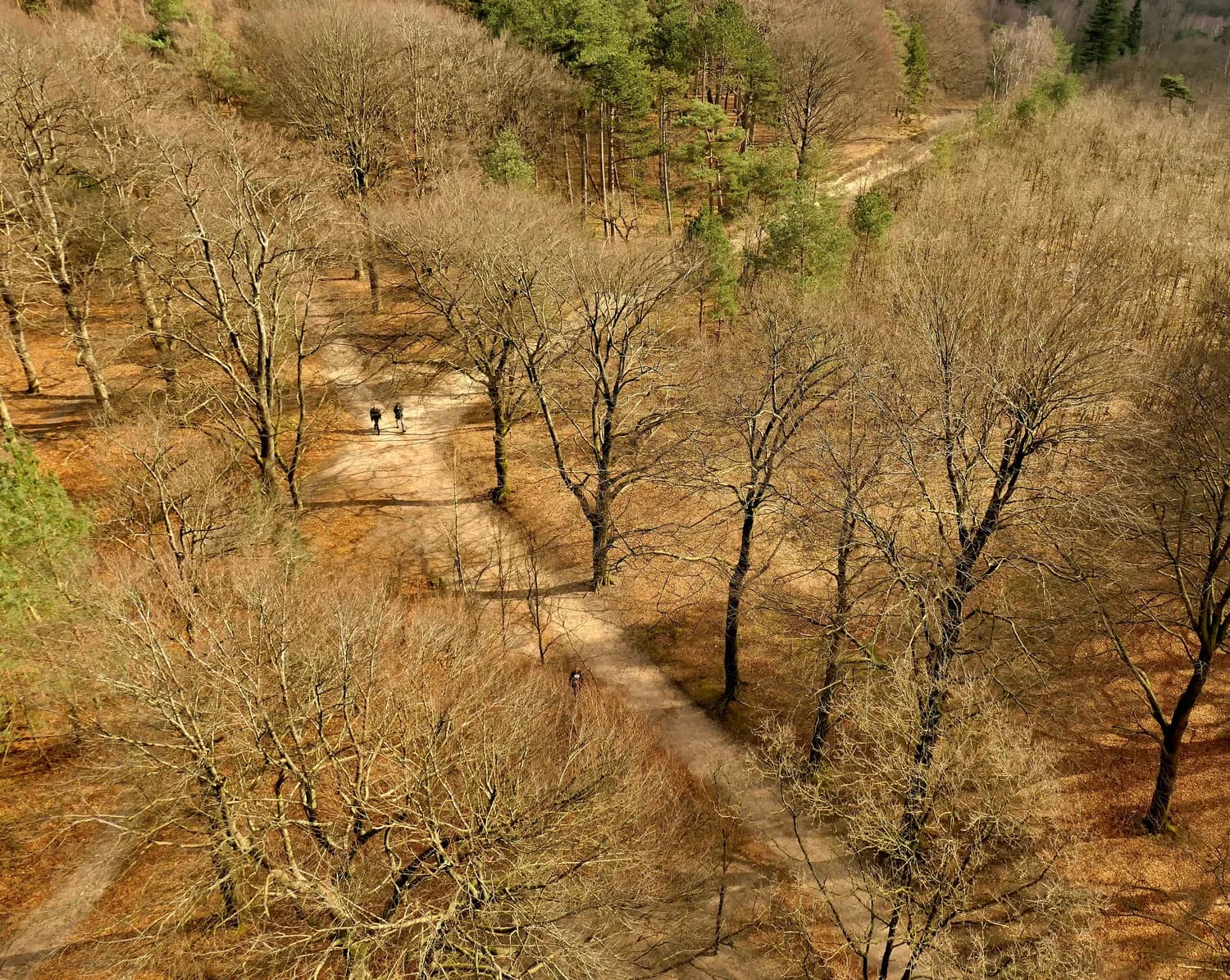 邯郸小堤村：千年古枣林里的最美乡村