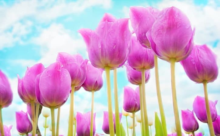 鞭炮的科学原理：从爆炸到火花的化学奥秘