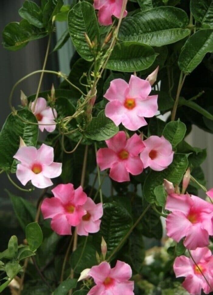 夏季阳台种植攻略：18种耐热花卉让你的花园持续绽放