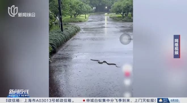上海公园现蛇踪迹，专家：生态环境改善的积极信号