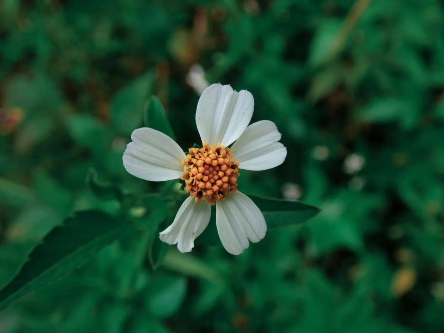 灯盏花素片：心血管疾病患者的福音