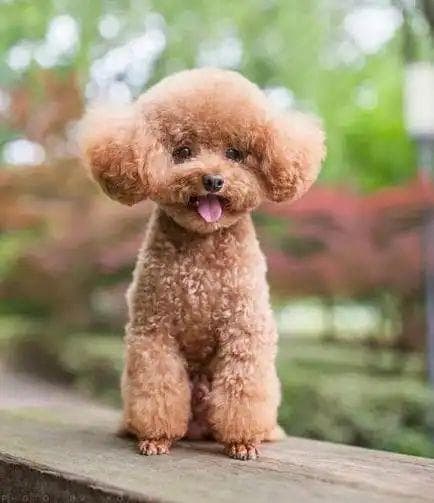 泰迪犬的繁殖能力：从生理基础到管理建议