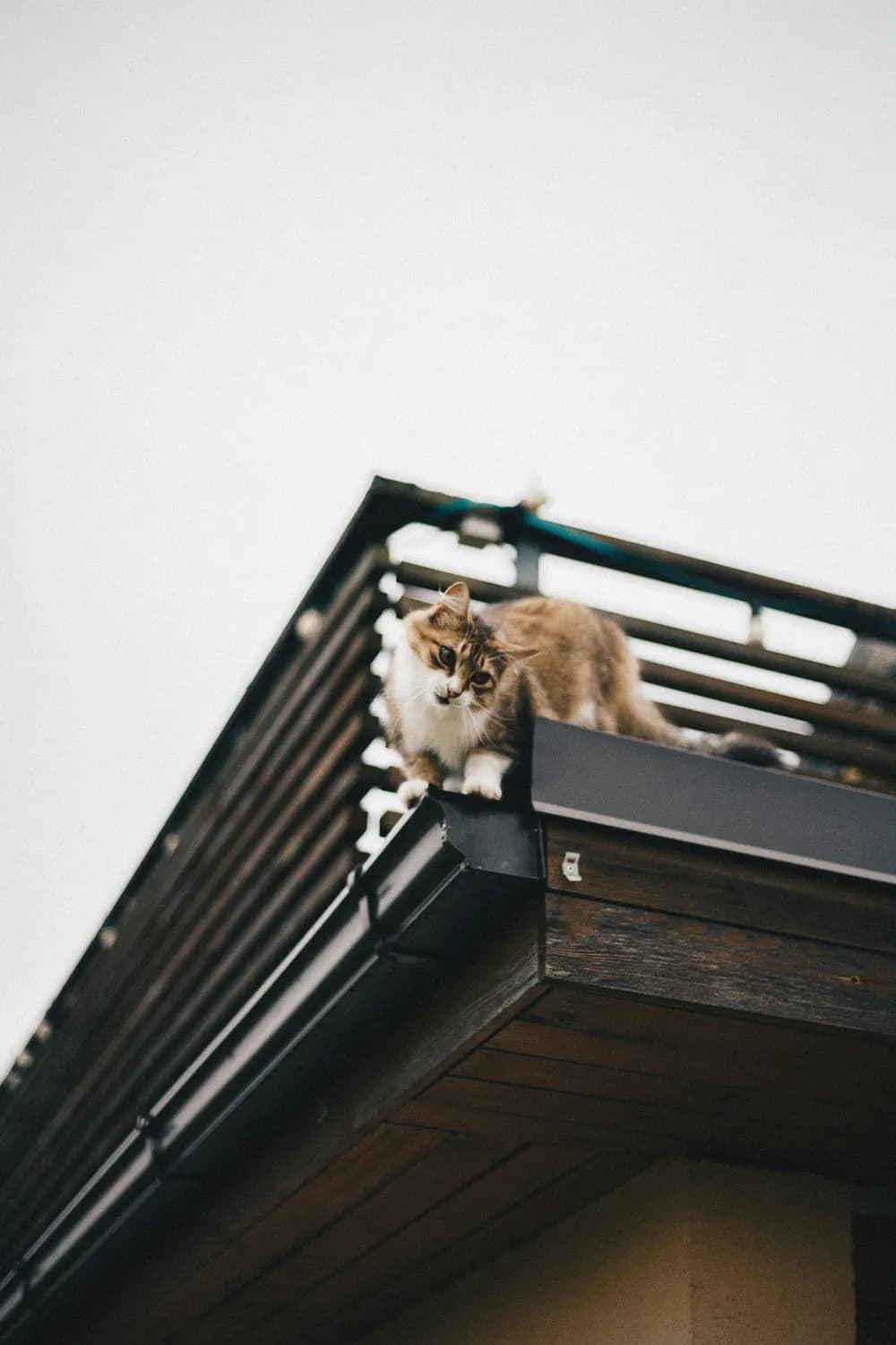 打造理想猫咪乐园：高处空间、猫门和窗边休闲区的设计趋势