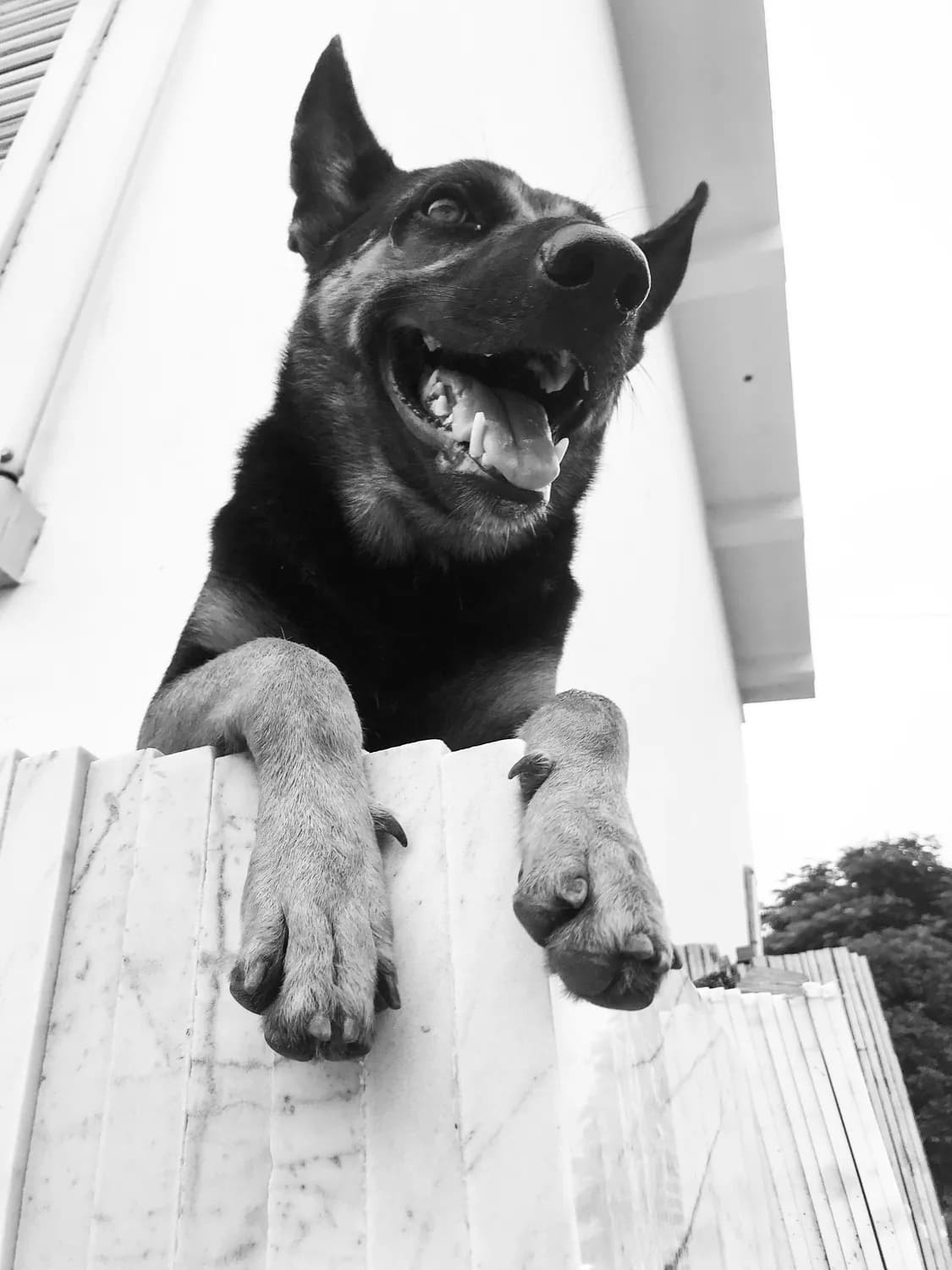 福州警犬基地揭秘：从训练到实战，看“汪汪队”如何炼成