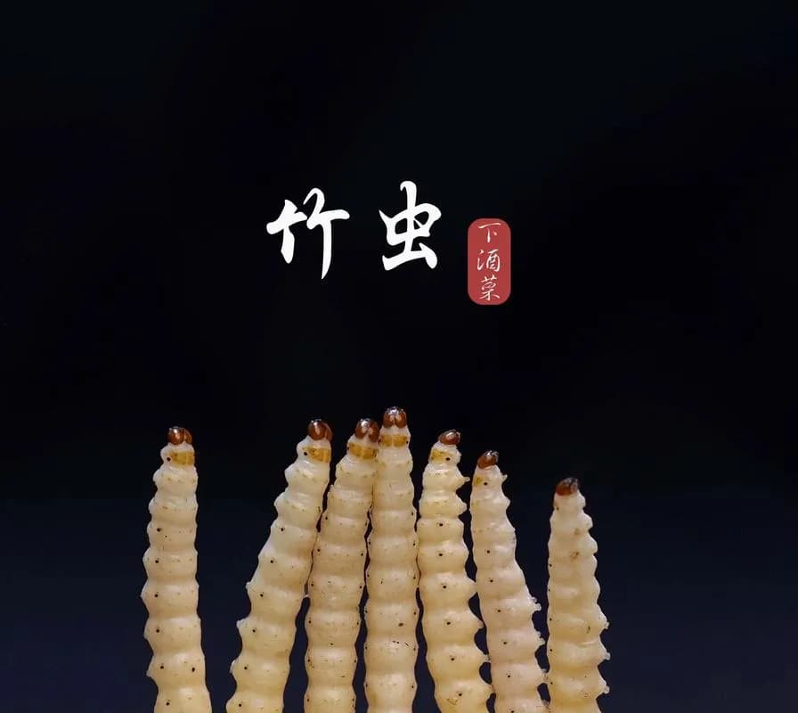 竹虫养殖方法：从生活习性到具体操作详解