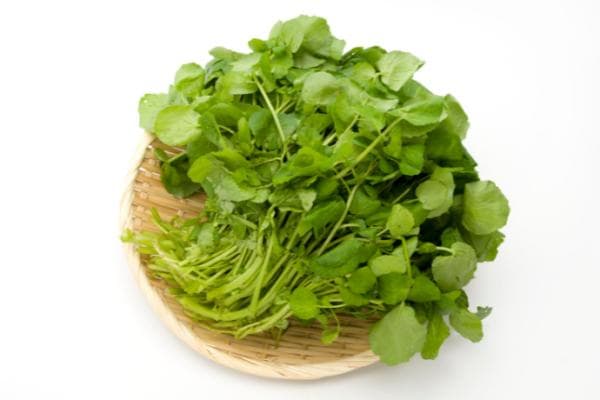 西洋菜为何成为“蔬菜之王”？CDC发布最新营养榜单