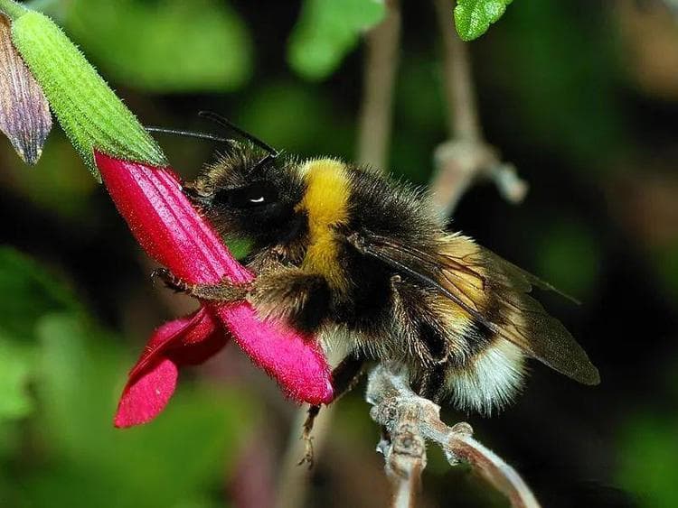 【动物界全系列】蜜蜂亚科—熊蜂族