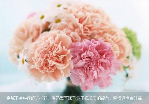 金牛座的守护花,康乃馨花语