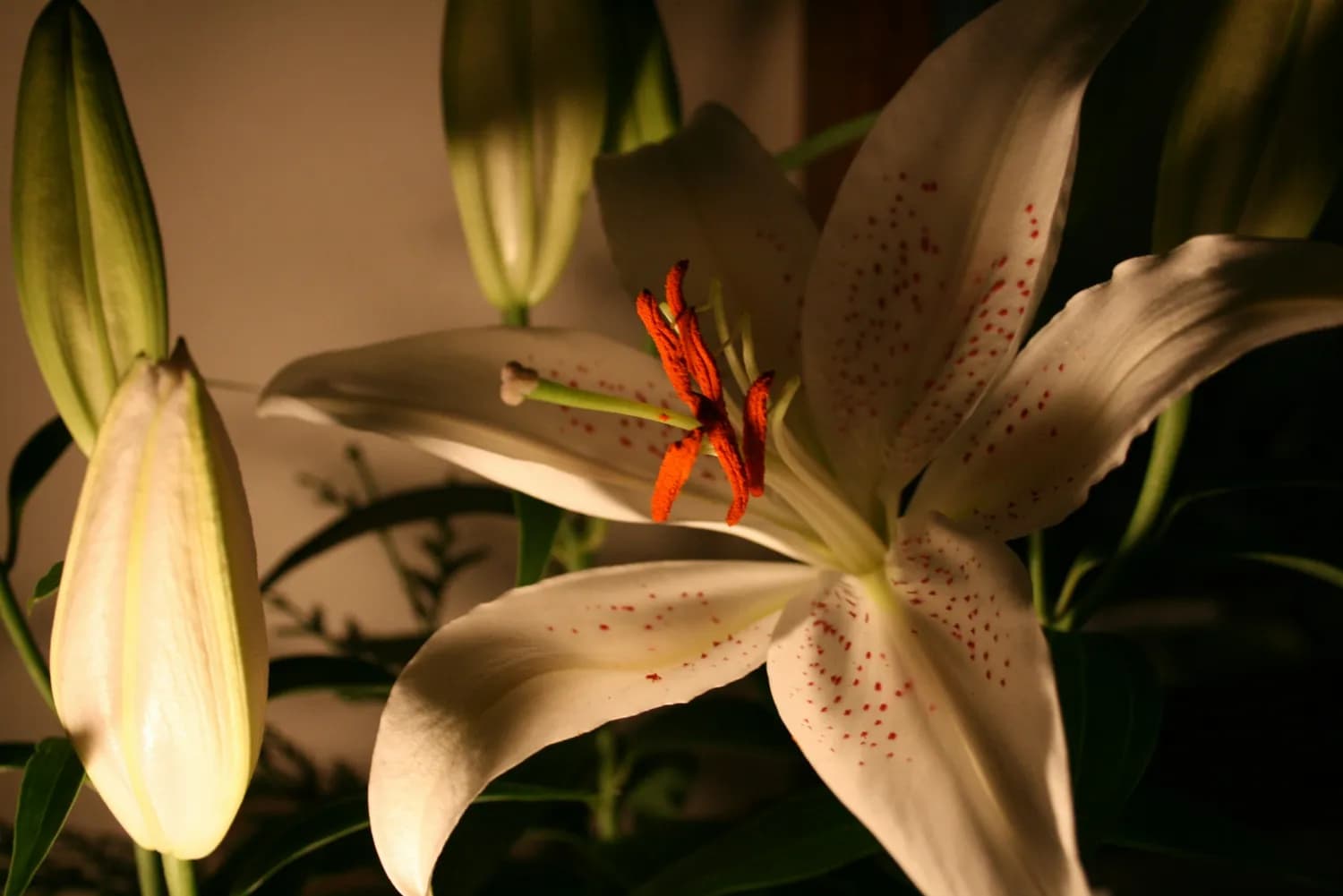 卫福部彰化医院推荐：百合枸杞菊花茶缓解夜间口干