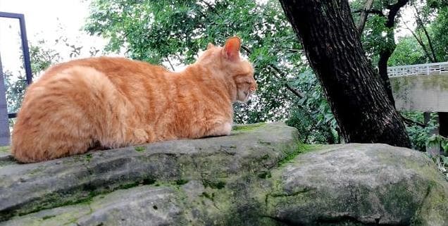 流浪猫生存艰难无人问，投喂善举却惹争议，爱与责任如何平衡？