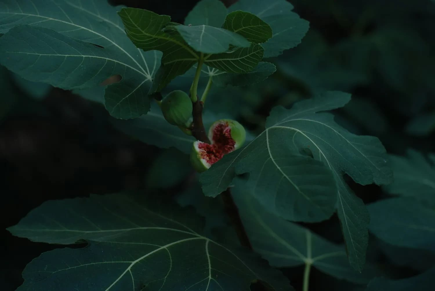秋季无花果扦插，明年满树果！