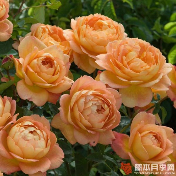 夏洛特夫人和玛格丽特王妃月季哪个好？六大维度全面对比