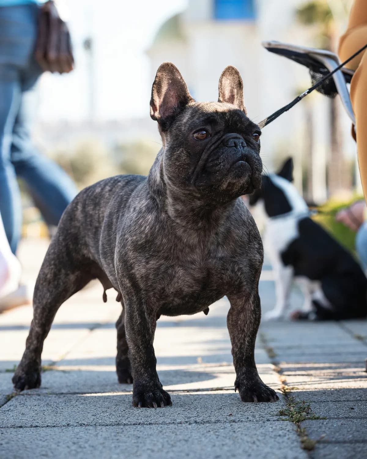 法国斗牛犬训练攻略：用正强化培养听话小顽皮