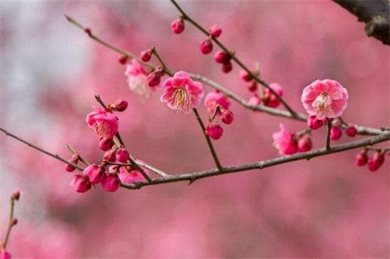 梅花的开花时间及花期养护指南