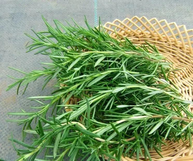 常见香草植物种类统计，让你的花园芳香不断
