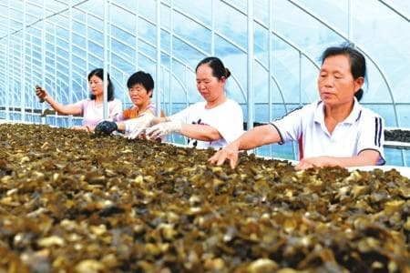 木耳泡发方式不当可能引起中毒