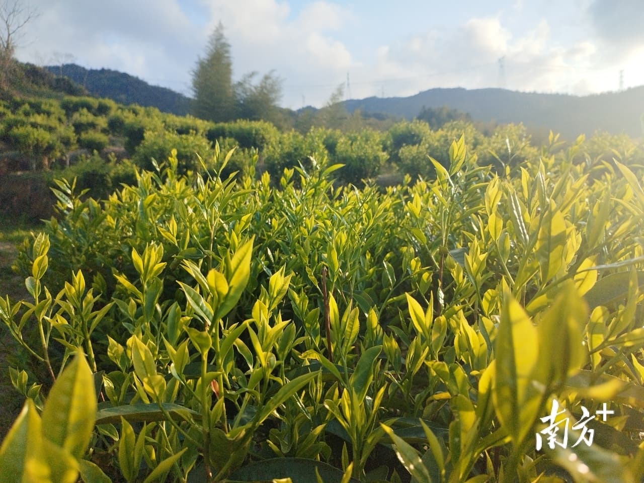 好山好水育好茶！陆河两家茶企获第七批广东生态茶园认定