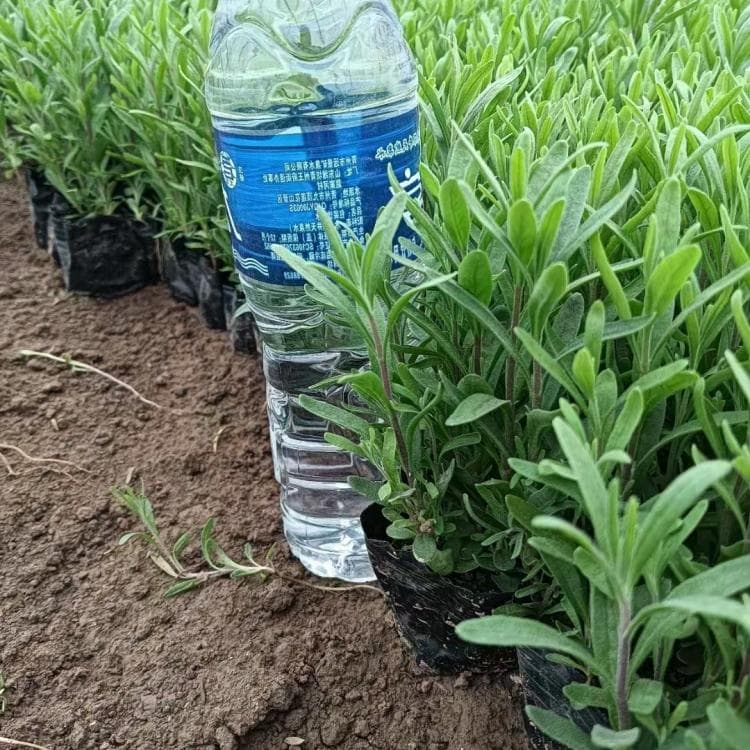 无土栽培技术在花卉产业中的应用及常见草花植物推荐