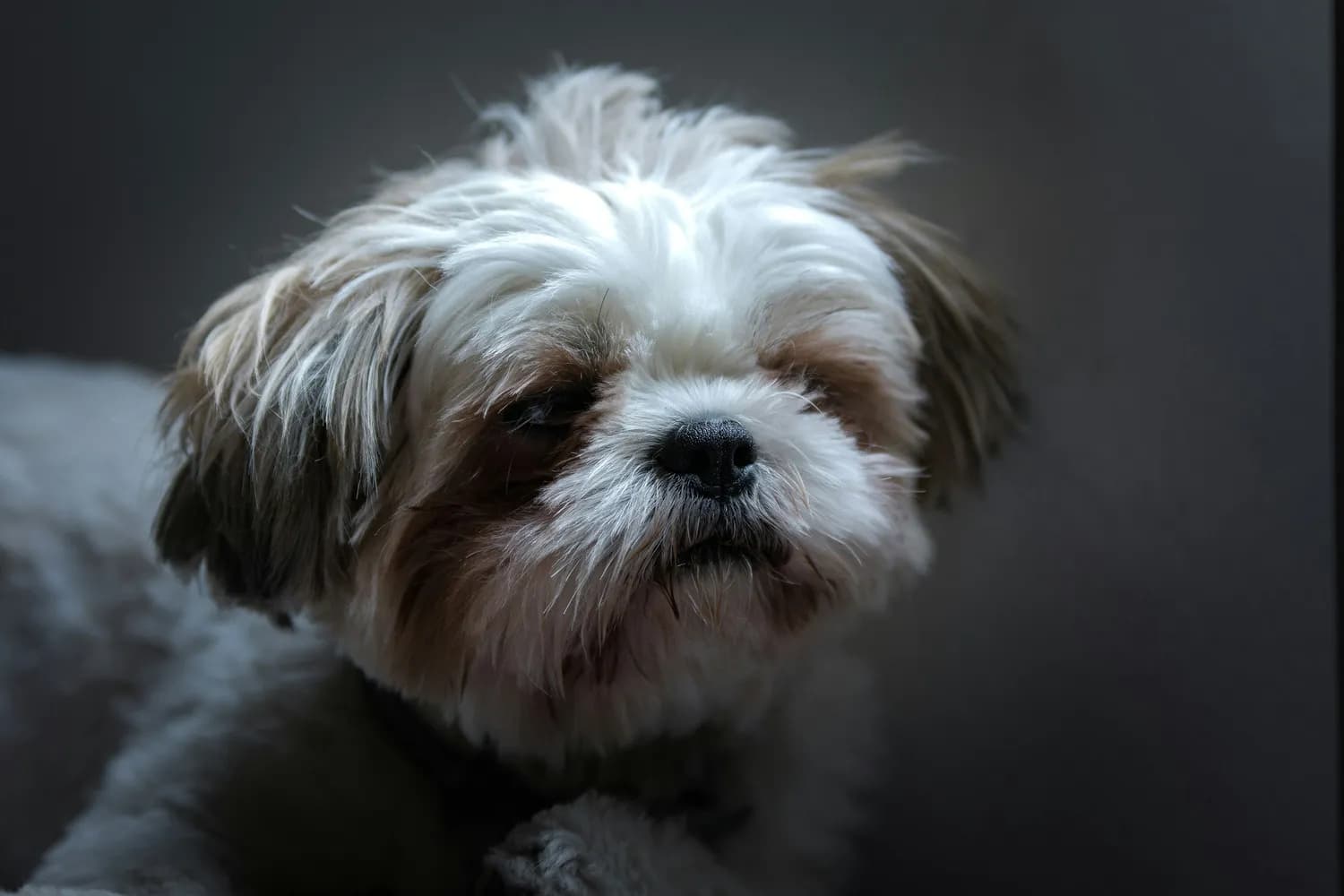 《小型犬饲养手册》：萌宠健康大揭秘！