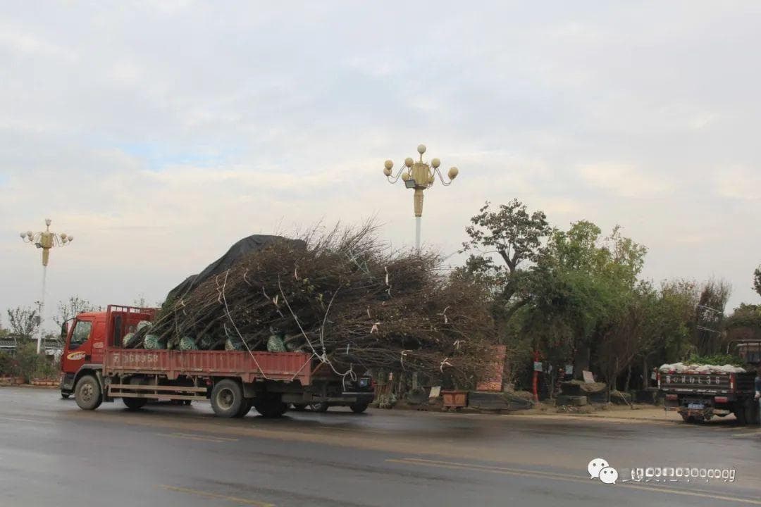 冬季树木如何防寒？冬季防寒11个小措施