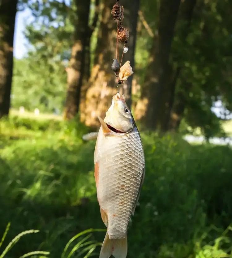 冬钓鲫鱼用几号线和几号钩最合适，资深钓鱼佬亲自尝试越小口越好