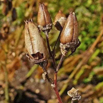 烟草：从化学成分到药用价值的全面解析