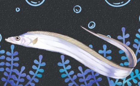 海钓带鱼钓法（海钓带鱼最佳方法）
