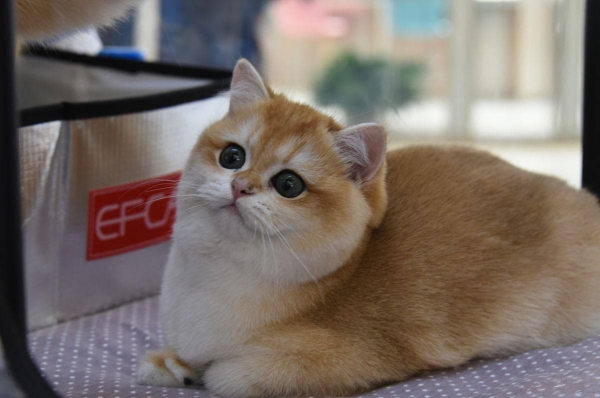 猫咪食欲不佳？试试这些妙招，让猫咪胃口大开！