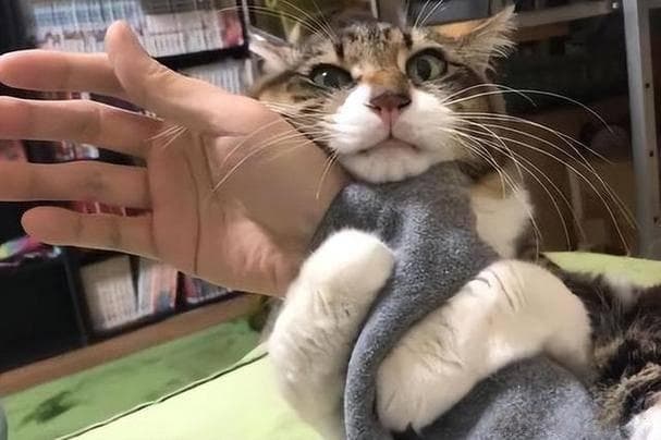 猫咪被“征服”的十大表现，说明它离不开你了！