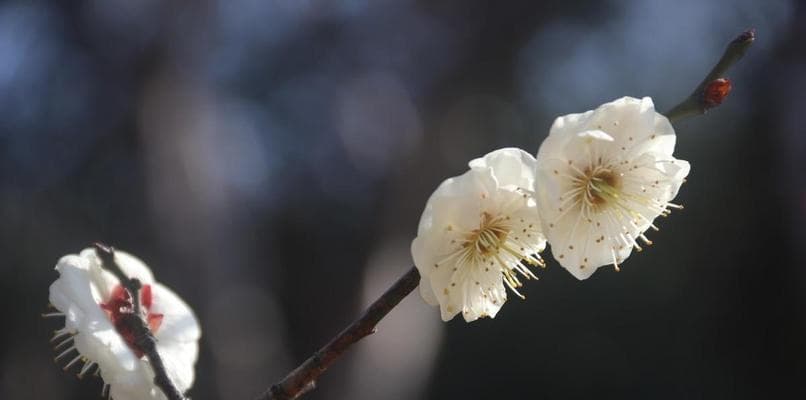 梅花的文化象征：高洁、坚韧与友谊之美