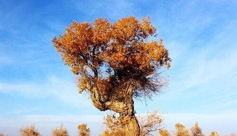 杨树生长的地理分布及环境要求（探究杨树在哪些环境中能良好生长）