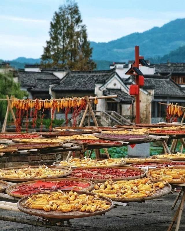 福建“小婺源”桂峰：百年古村里的桂花香