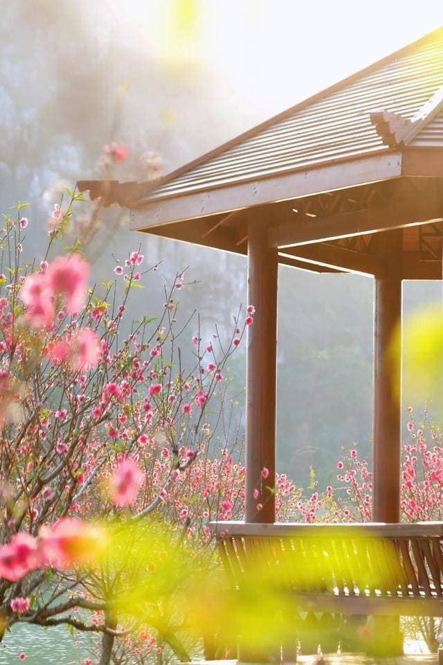 肇庆七星岩桃花岛：春日里的现实版“桃花源”