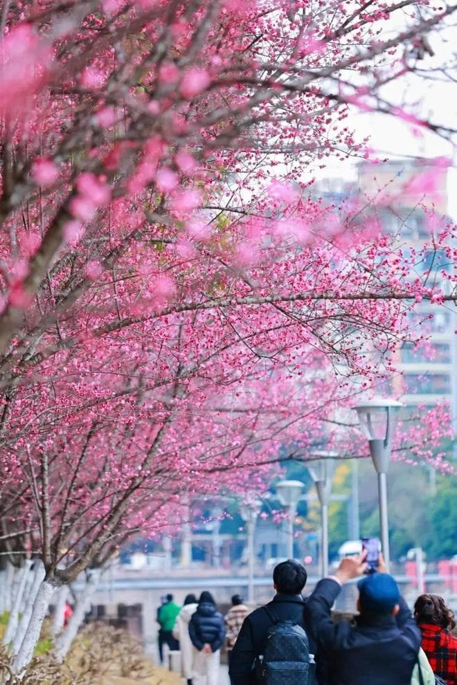 立春回暖 成都各赏花地即将迎来“人从众”模式