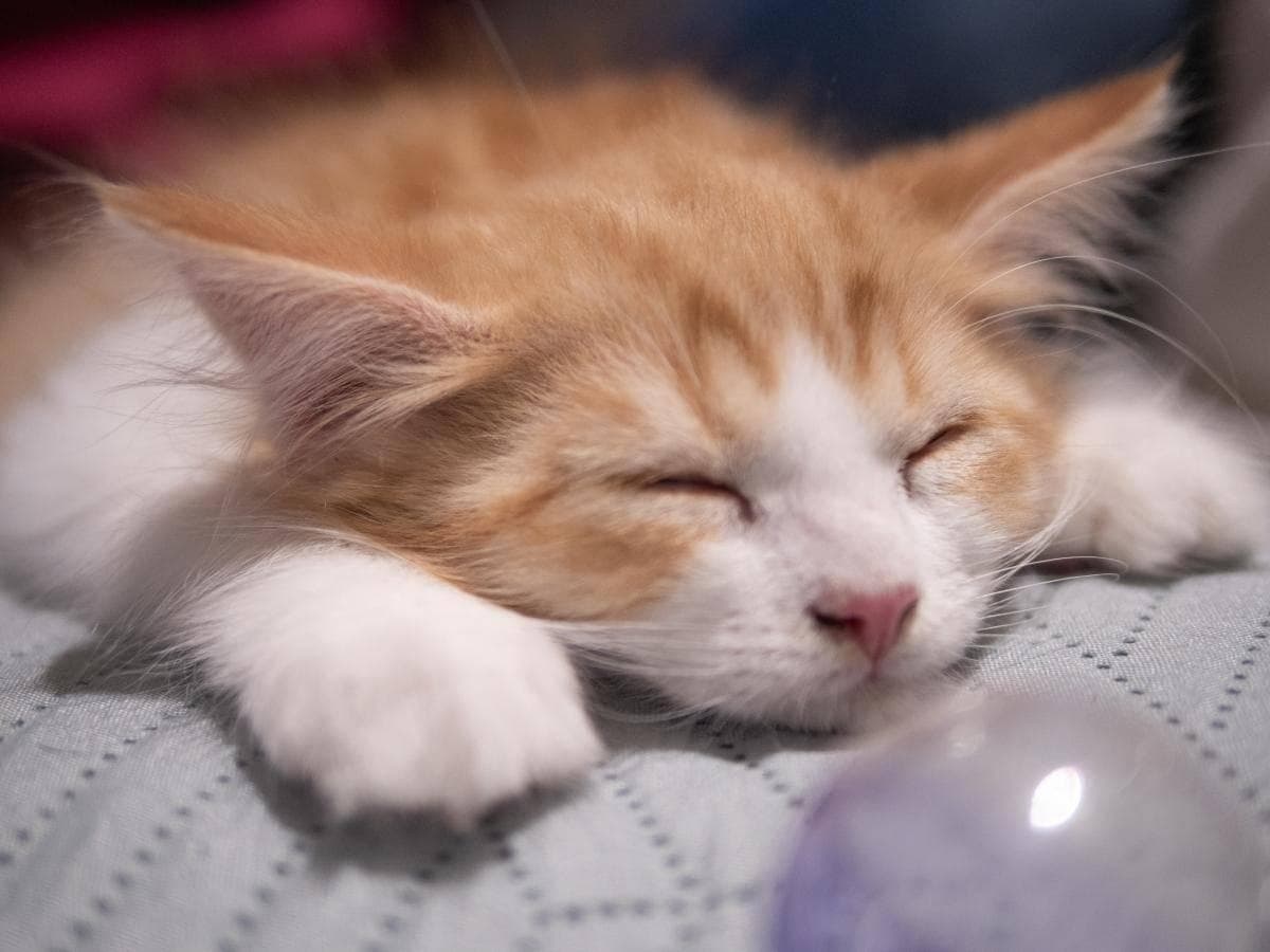 猫咪嗜睡但吃喝正常，背后的原因你可能不知道！