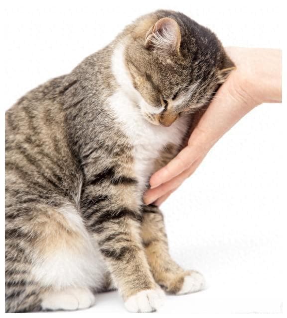 猫为什么伸爪“扒拉你”？养猫以后才知道，是给你这些信号