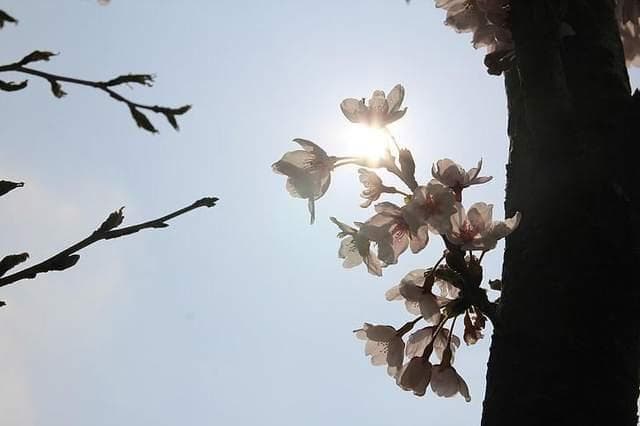 金宇澄小说《繁花》人物解读：姝华，一个文艺女青年的“花凋”