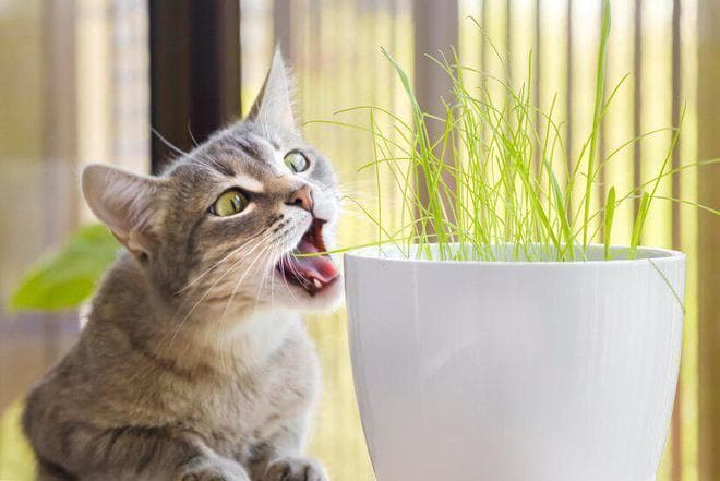 猫薄荷的正确使用方法：让猫咪爱上玩耍的小秘诀