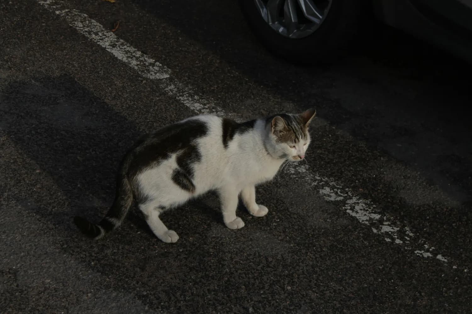 开车时如何避免撞到猫咪？这些方法请收好