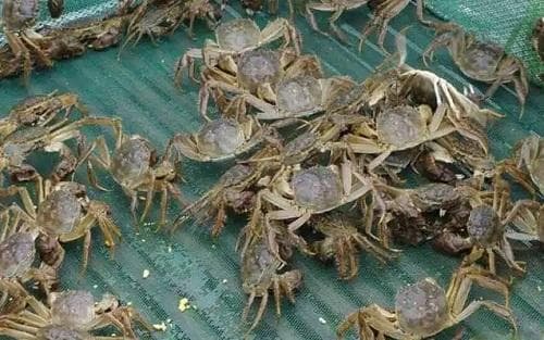蟹种安全越冬是冬季蟹塘管理的关键